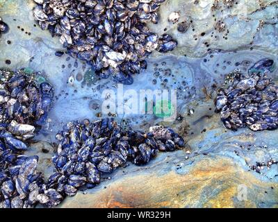 Directly Above View Of Mussels On Rock At Devils Punch Bowl State Natural Area