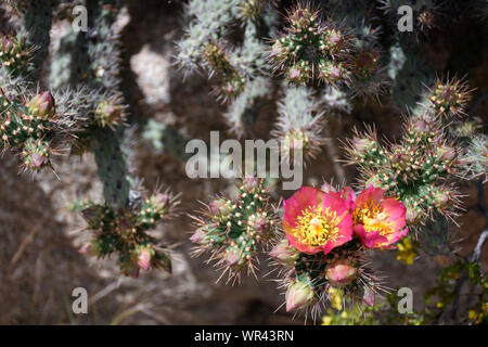 Spiny-Fruit Cholla Cylindropuntia Acanthocarpa Cactus from Northern New Mexico Stock Photo