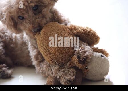 cavapoo stuffed animal