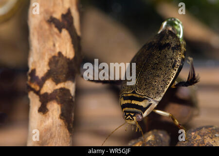 Lesser diving beetle Stock Photo