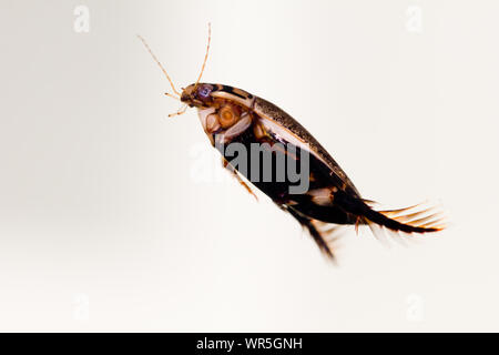 Lesser diving beetle Stock Photo