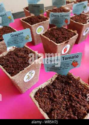 Growing plants in a biodegradable cup, South Africa Stock Photo