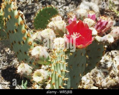 Close-up Of Red Flower On Prickly Pear Cactus