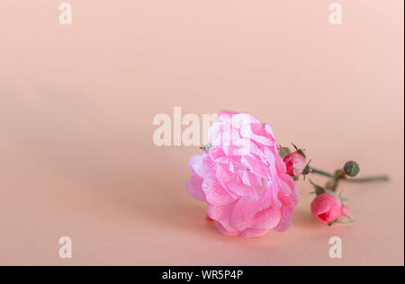 Delicate rose with dew drops on a light background. The concept of minimalism. Stock Photo