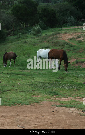 Three horses grazing, Drakensberg, South Africa Stock Photo