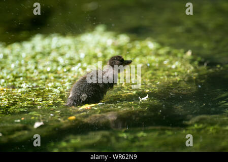 Mallard, duckling (Anas Plathyrhynchos), France Stock Photo