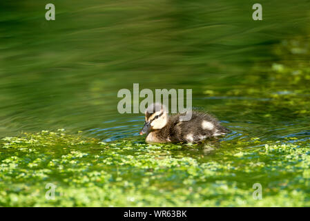 Mallard, duckling (Anas Plathyrhynchos), France Stock Photo