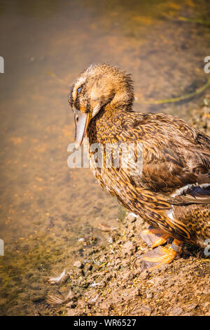 Rouen Duck female Stock Photo - Alamy