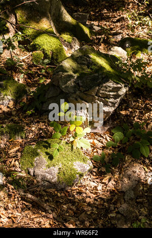 Ground of the forest in the late summer. Fallen leaves already. Green moss, sprouts of a plants growing among stones. Sunlight among the trees. Modra. Stock Photo