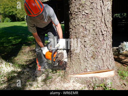 Chainsaw operator cuts down a tree with notch or "face cut" for "hinge" already cut out. Stock Photo