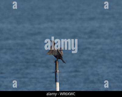 Sheerness, Kent, UK. 10th September, 2019. UK Weather: a bright and sunny morning in Sheerness, Kent on what looks to be a fine day. A cormorant drys its wings in the sun. Credit: James Bell/Alamy Live News Stock Photo