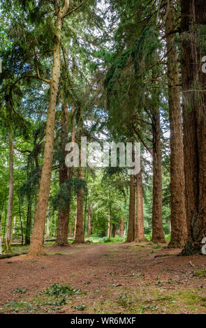New Forest Tall Trees Walk, Blackwater Arboretum, Hampshire, England, UK. Stock Photo