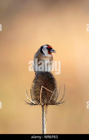 A solitary goldfinch Carduelis carduelis perched on the top of a teasel head against a diffuse neutral background Stock Photo
