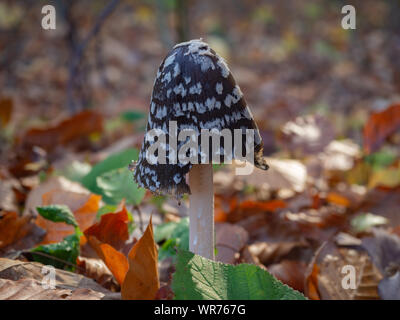 Magpie fungus and leaves on the forest floor Stock Photo