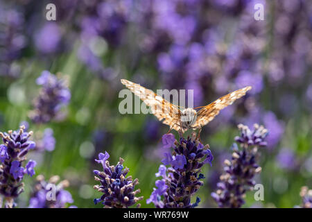 Outdoor macro of a single butterfly sitting on a violet blossom in a field of lavender in direct sunshine with blurred natural background Stock Photo