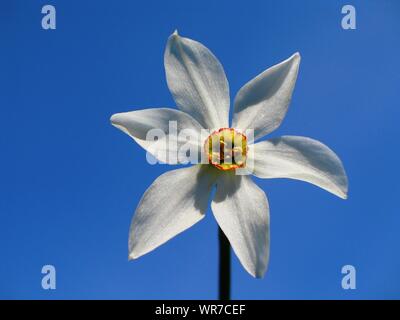Close-up Of White Daffodil Against Clear Blue Sky