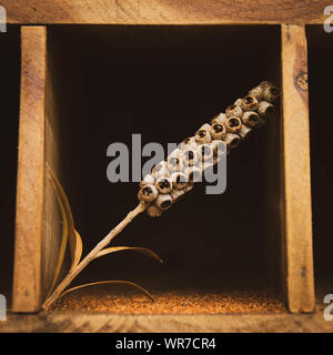 Dried flower or plant in a wooden display unit Stock Photo