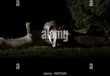 Close-up front view of wild, urban British badger (Meles meles UK) isolated outdoors in the dark, foraging for food on ground in a UK garden at night. Stock Photo