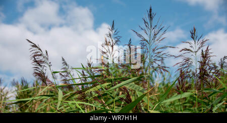 Bamboo grass with purple tips and green stalks blowing in the wind on a sunny day Stock Photo
