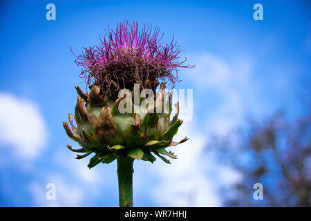 An artichoke growing wild in the English countryside Stock Photo