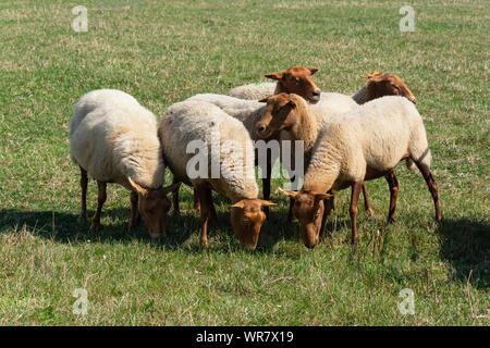 Belgian sheep breed called Ardense voskop. The Ardense voskop is a sheep of medium size with a robust and stately impression Stock Photo