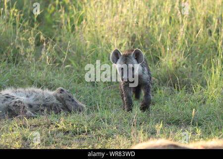 Spotted hyena cubs (crocuta crocuta) in the savannah, Masai Mara National Park, Kenya. Stock Photo