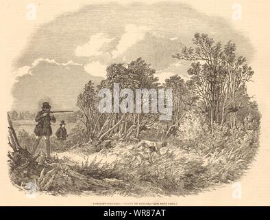 Pheasant-shooting - drawn by Duncan. England. Hunting 1850 ILN full page print Stock Photo