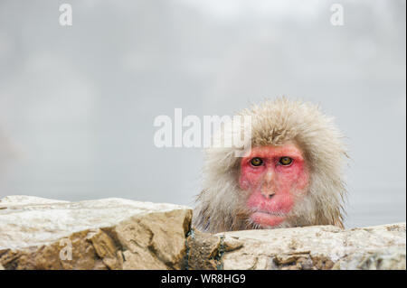 Socially Segregated Macaque Stock Photo