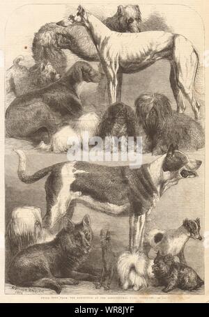 Prize dogs from the exhibition at the Agricultural Hall, Islington. London 1862 Stock Photo