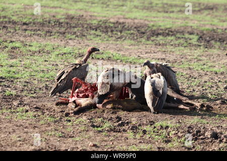 Vultures feeding on a carcass, Masai Mara National Park, Kenya. Stock Photo