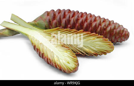 Zingiber zerumbet or shampoo ginger isolated on white background Stock Photo