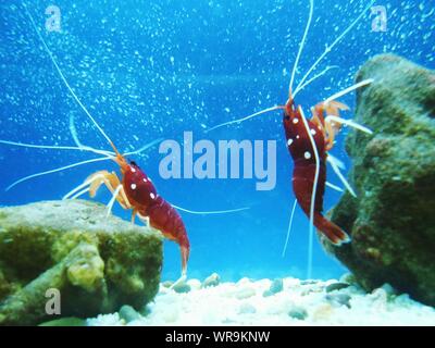 Close-up of a shrimp swimming in water, Iceland Stock Photo - Alamy
