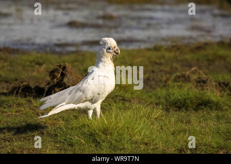 Little corella in the wetlands, Yellow Water, Kakadu National Park, Australia Stock Photo