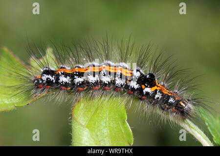 Yellow-tail Moth caterpillar Euproctis similis Stock Photo