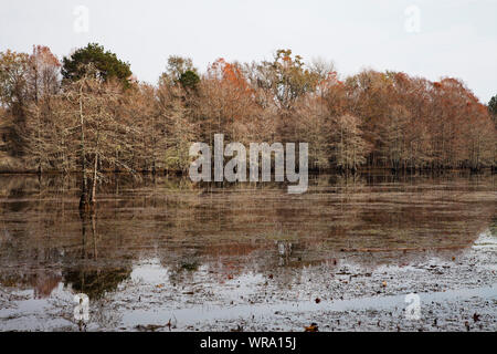 Bald Cypress In A Swamp Steinhagen Lake Texas Stock Photo - Alamy