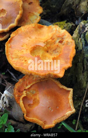 Orange mushrooms on a stump in a forest during autumn Stock Photo