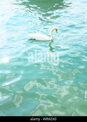 Swan swimming on the lake Stock Photo