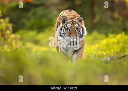 Siberian tiger is a Panthera tigris tigris population in the Russian Far East and Northeast China Stock Photo