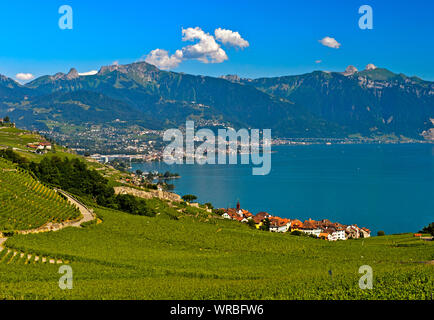 Postcard landscape with vineyards at Lake Geneva, view towards Vevey and Montreux, Rivaz, Lavaux, Vaud, Switzerland Stock Photo