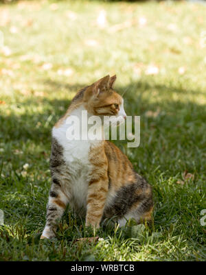 A young calico cat sits on green grass, looks at its left with sharp eyes. Stock Photo