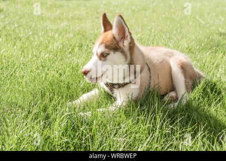 Husky puppy playing in a green grass outdoor. Siberian beautiful white and brown dog. Stock Photo