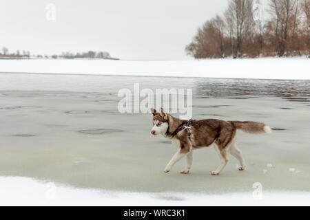 Husky dog walking on the beach. Frozen icy sea. Dog admire the winter snowy beach and sea. Stock Photo