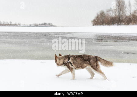 Husky dog walking on the beach. Frozen icy sea. Dog admire the winter snowy beach and sea. Stock Photo
