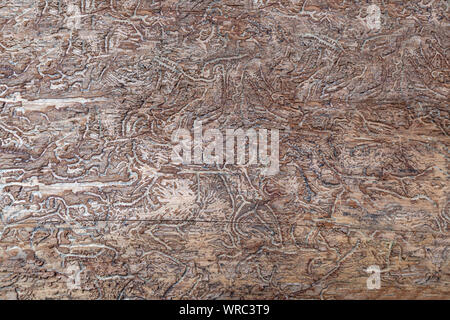 Abstract pattern in wood caused by bark beetles Stock Photo