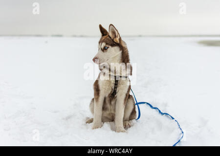 Portrait of husky dog on white snow background. Dog admire the winter and snow. Stock Photo