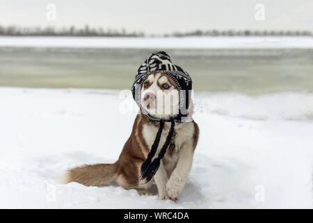 Funny husky dog in a hat. Dog on the winter snowy beach. Stock Photo