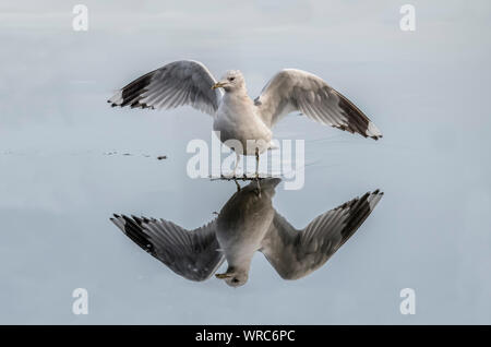 Common gull, Larus canus, flying from a frozen loch in the winter, refleted in the ice, in scotland Stock Photo