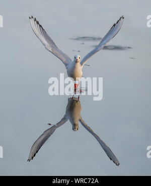 Black-headed gull, Chroicocephalus ridibundus, flying from a frozen loch in the winter, reflected in the ice, close up Stock Photo
