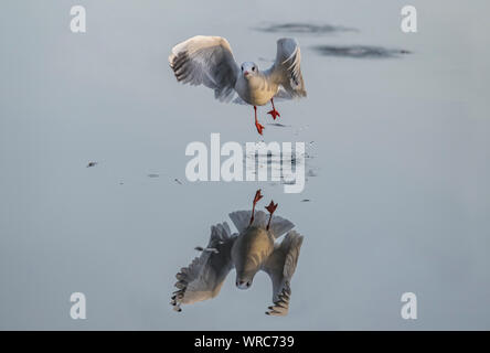 Black-headed gull, Chroicocephalus ridibundus, flying from a frozen loch in the winter, reflected in the ice, close up Stock Photo