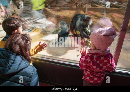 Mother with two small children watching king colobus monkeys behind a glass panel in a zoo in Europe Stock Photo